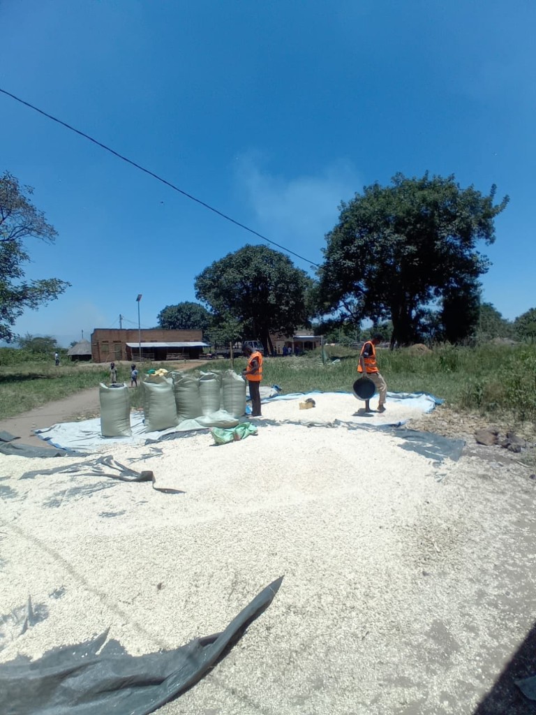 Staff drying grain