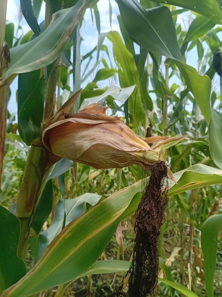 Dried maize cob