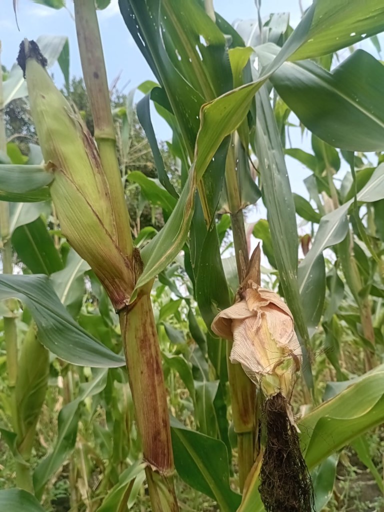 Yellow Maize Grain