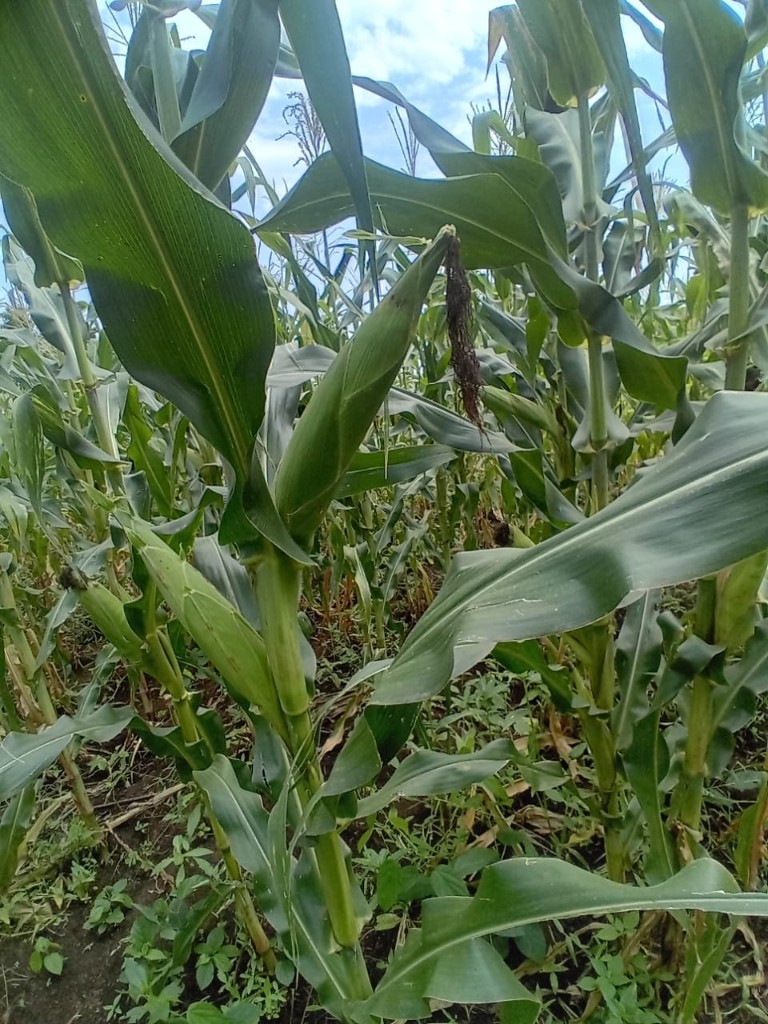 Maize silk